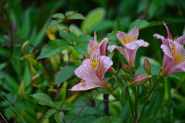 雨上がりのキバナユリズイセン