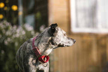 Portrait of a dog in profile. She is wearing a red collar against the background of a house and a garden and looks away.