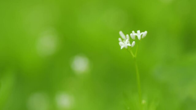 Sweetscented bedstraw medicinal plant. Galium odoratum growing in nature. Close up.