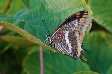 Closeup on a large colorful Two-tailed Pasha butterfly , Charaxes jasius with closed wings