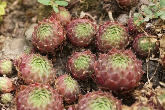 Closeup on an aggregation of small red colored Sempervivum Olympicum plants