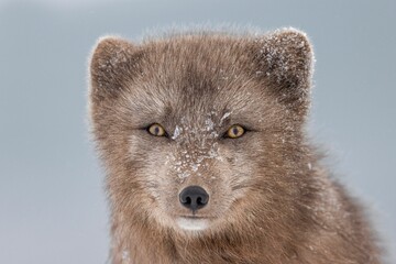 Portrait of a brown arctic fox in a snow looking at camera