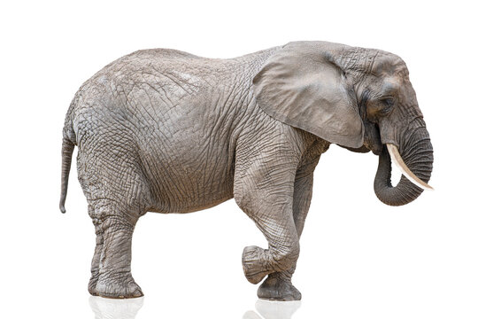 Walking elephant isolated on white. African elephant isolated on a uniform white background. Photo of an elephant close-up, side view.