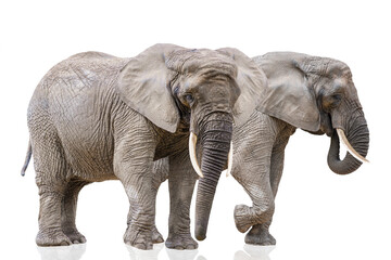 Fototapeta na wymiar Isolation on white of two walking elephants. African elephants isolated on a white uniform background. Photo of elephants close-up, side view.