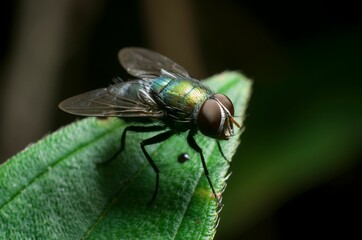 Closeup of green fly perching on plant leaf isolated in blurred background
