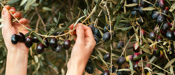 Female hand holds the olive branch with dark olives.