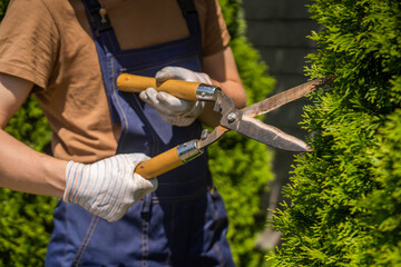 A professional gardener is cutting a thuja tree for a better shape