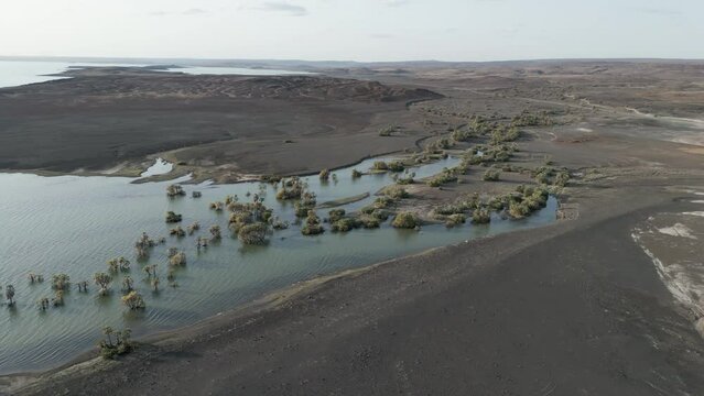 Aerial panning view.Rising waters of Lake turkana, inundating palm forests. Rift Valley lakes are rising due to climate change, human activities and the active tectonic belt.