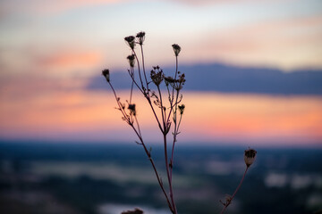 A beautiful meadow with wildflowers and plants on the background of a bright sunset sky.  Bokeh.  Silhouettes of wild grass and flowers. Nature background in summer.