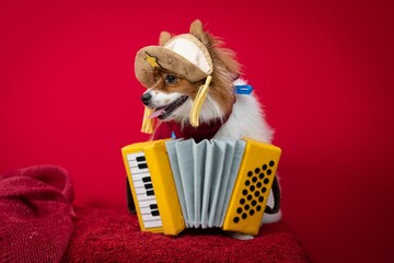 Pomeranian Spitz in a cangaceiro hat red bandana and accordion with red background behind