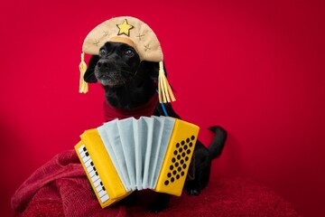 Black Labrador Retriever in a cangaceiro hat red bandana and accordion with red background behind