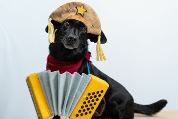 Black Labrador Retriever in a cangaceiro hat red bandana and accordion with white background behind
