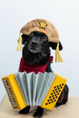 Black Labrador Retriever in a cangaceiro hat red bandana and accordion with white background behind