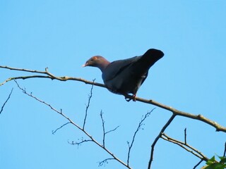 Closeup shot of a Yellow-eyed pigeon sitting on a branch against the blue sky