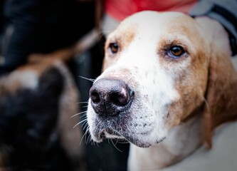 Close-up shot of a bloodhound dog outdoors - obrazy, fototapety, plakaty