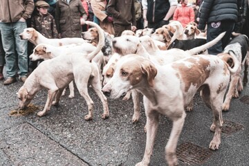 Close-up shot of bloodhound dogs outdoors - obrazy, fototapety, plakaty