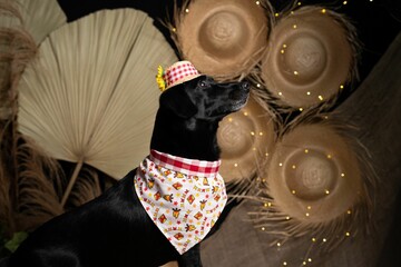 Closeup shot of a black dog with the costume of Festa Junina and a straw hat standing in the studio