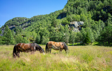 Fototapeta na wymiar Two horses grazing on a field.