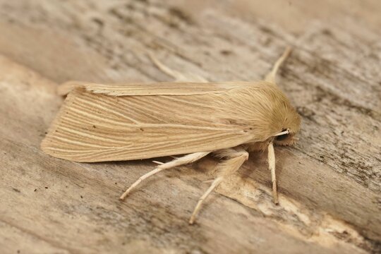 Noctuidae 이미지 찾아보기 5,851 스톡 사진, 벡터 및 비디오 Adobe Stock