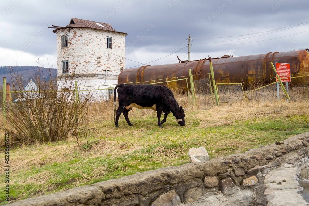 Wall mural A cow and strange landscape