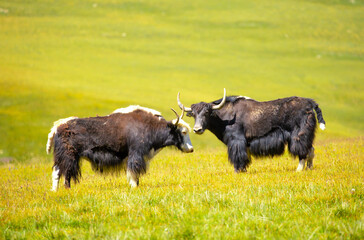 A herd of yaks graze in the mountains. Himalayan big yak in a beautiful landscape. Hairy cow cattle wild animal in nature in Tibet. Sunny summer day in the wild. Farm animal in Nepal and Tibet.
