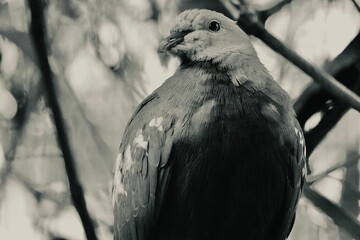 Greyscale closeup shot of a Kereru bird - Powered by Adobe