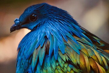 Closeup shot of a Nicobar pigeon