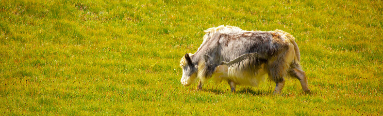 Fototapeta premium A herd of yaks graze in the mountains. Himalayan big yak in a beautiful landscape. Hairy cow cattle wild animal in nature in Tibet. Sunny summer day in the wild. Farm animal in Nepal and Tibet.