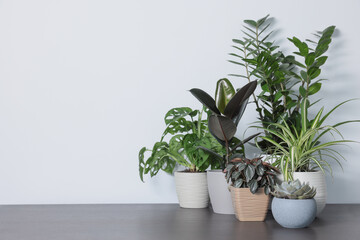 Many different beautiful house plants on wooden table near white wall, space for text