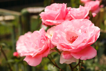 Obraz premium Closeup view of beautiful blooming rose bush outdoors on summer day