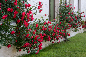 Fototapeta na wymiar Beautiful blooming rose bush climbing on house wall
