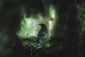 Beautiful raven on a metal fence in a park captured from behind a green tree
