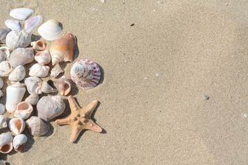 Beautiful starfish and sea shells on sandy beach, above view. Space for text