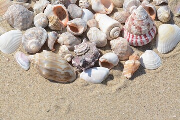 Fototapeta na wymiar Many beautiful sea shells on sand, closeup