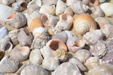 Many beautiful sea shells on sand, closeup