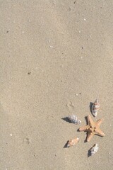 Beautiful starfish and sea shells on sandy beach, above view. Space for text