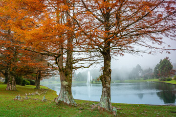 Autumn landscape with trees and lake in Gramado, rio Grande do Sul, Brazil