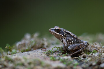 Naklejka premium rana comun sobre roca con fondo verde