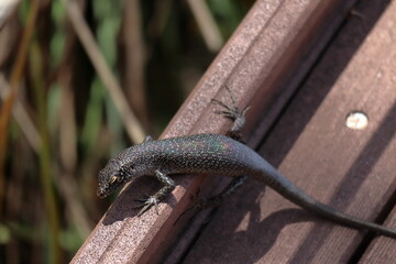 Mabuia lizard, Trachylepis atlantica, unique lizard from the island of Fernando de Noronha, on a wooden walkway.