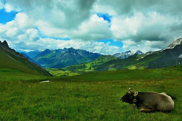 Fototapeta na wymiar Austrian Alps - view of cows on a pasture near the mountain Karhorn in the Lechtal Alps