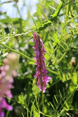 Vertical shot of Bird vetch flowers in a field