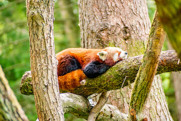Red panda in the tree.