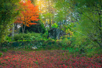 Autumn landscape with trees and araucarias in Gramado, rio Grande do Sul, Brazil