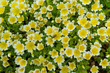 Bee on the yellow and white poached egg plant flowers