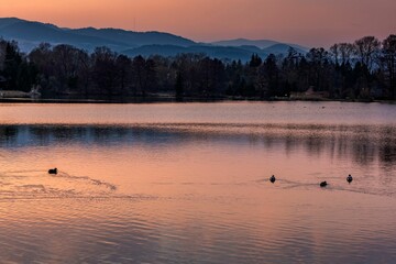 Ducks Swimming The Fishing Pond
