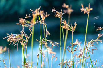 Hardstem bulrush ora Schoenoplectus Acutus plant. Selective focus. Reeds. Common Tule...