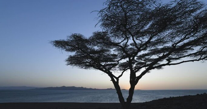 Climate change.drought.water crisis.Panning silhouette view of an Acacia tree on the banks of Lake Turkana in Northern Kenya