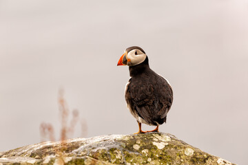 puffin in the fog