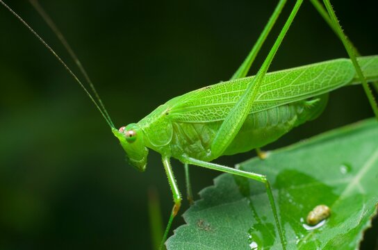 Macro shot of phaneroptera falcata on a green leaf