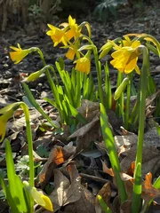 Foto auf Acrylglas Antireflex Yellow Narcis flowers blooming under sunlight with dry fall leaves on ground © Marjolein Fiddelers-schattevoet/Wirestock Creators